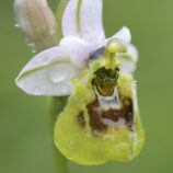 Übersehene Ragwurz (Ophrys neglecta)