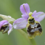 Übersehene Ragwurz (Ophrys neglecta)