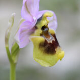 Übersehene Ragwurz (Ophrys neglecta)