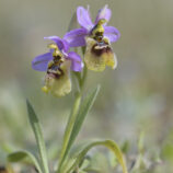 Übersehene Ragwurz (Ophrys neglecta)