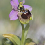Übersehene Ragwurz (Ophrys neglecta)