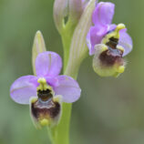 Übersehene Ragwurz (Ophrys neglecta)