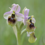 Übersehene Ragwurz (Ophrys neglecta)