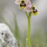 Übersehene Ragwurz (Ophrys neglecta)
