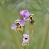 Übersehene Ragwurz (Ophrys neglecta)
