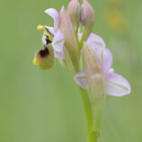 Übersehene Ragwurz (Ophrys neglecta)
