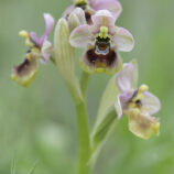 Übersehene Ragwurz (Ophrys neglecta)