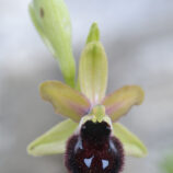 Vorgebirgs-Ragwurz (Ophrys promontorii)