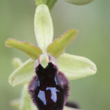 Vorgebirgs-Ragwurz (Ophrys promontorii)