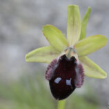 Vorgebirgs-Ragwurz (Ophrys promontorii)