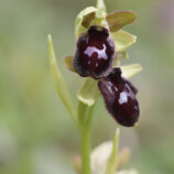 Vorgebirgs-Ragwurz (Ophrys promontorii)