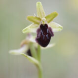 Vorgebirgs-Ragwurz (Ophrys promontorii)