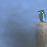 Eisvogel