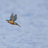 Eisvogel