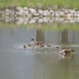 Nilgänse