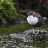 Wasseramsel