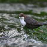 Wasseramsel