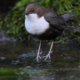 Wasseramsel