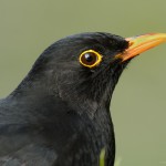 Amsel