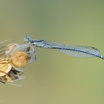 Blaue Federlibelle