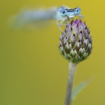 Blaue Federlibelle