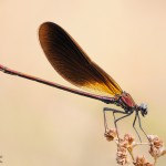 Bronzene Prachtlibelle
