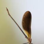 Bronzene Prachtlibelle
