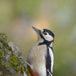 Buntspecht
