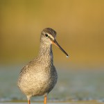 Dunkler Wasserläufer