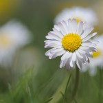 Gänseblümchen