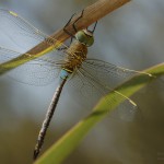 Kleine Königslibelle