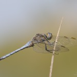 Kleiner Blaupfeil
