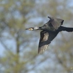 Kormoran
