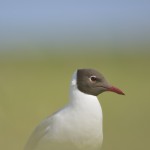 Lachmöwe