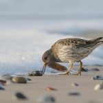 Meerstrandläufer