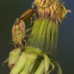Purpur Baumwanze