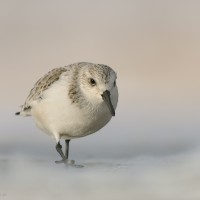 Sanderling