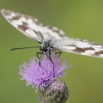 Schachbrettfalter