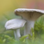 Strohblasser Ritterling