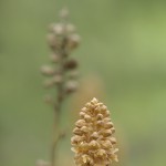 Vogel-Nestwurz