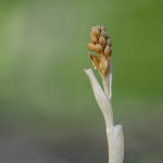 Vogel-Nestwurz
