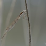 Gemeine Winterlibelle