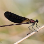 Bronzene Prachtlibelle