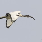 heiliger Ibis